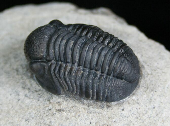 Very Detailed Gerastos Trilobite - #5358
